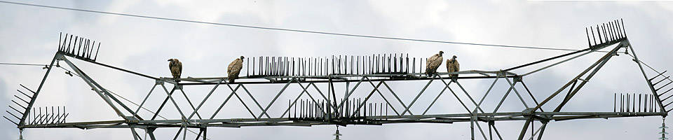 Cape Vulture